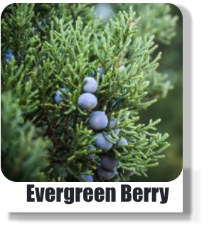 w Evergreen Berry